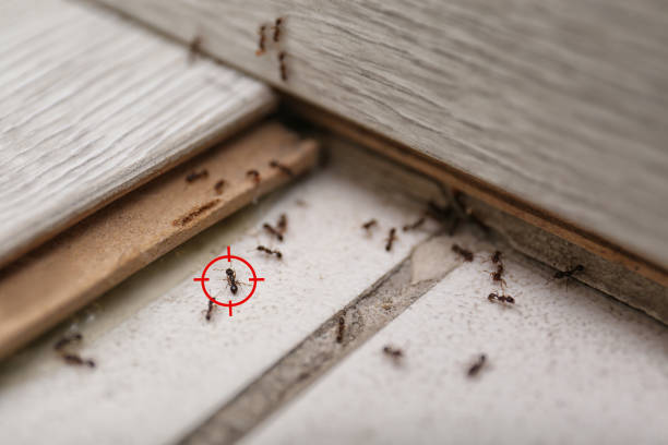 Professional Pest Control in Oneida, NY