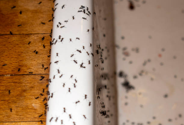 Professional Pest Control in Oneida, NY